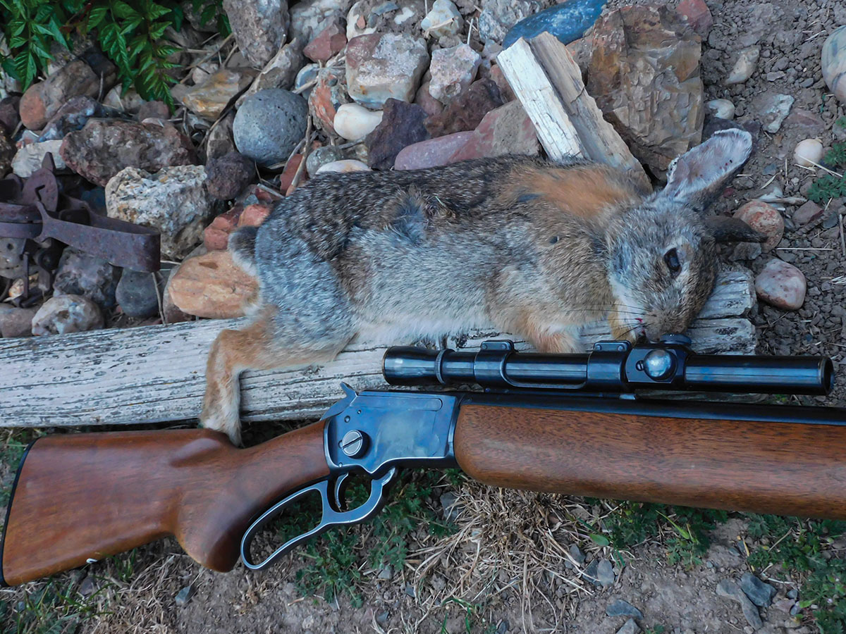 Cottontails. You can’t trust ’em. What this town needed was a new sheriff.